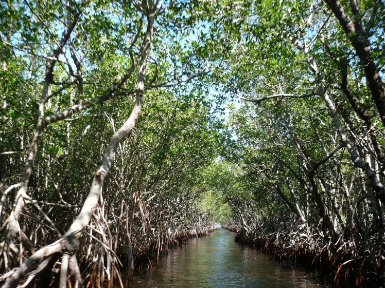 mangroves-105646_1920