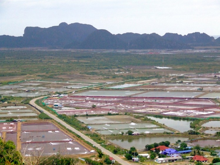 Shrimp-Farming-image